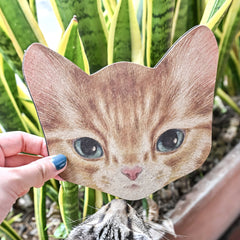 Cat Postcard